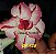 Rosa do Deserto Enxerto GF-125 Matizada - Imagem 1