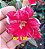 Rosa do Deserto Enxerto GF-120 Vermelha - Imagem 1