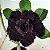 Rosa do Deserto Enxerto Lm-442 Negra - Imagem 1
