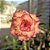 Rosa do Deserto Enxerto Marissol - Imagem 1