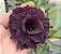 Rosa do Deserto Enxerto PP-400 Negra - Imagem 1
