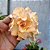 Rosa do Deserto Enxerto Champagne - Imagem 1