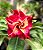 Rosa do Deserto Enxerto Fantastic - Imagem 1