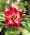 Rosa do Deserto Enxerto Fantastic - Imagem 2