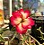 Rosa do Deserto Enxerto Billie GF-235 - Imagem 1