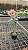 Rosa do Deserto Enxerto Billie GF-235 - Imagem 4
