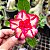 Rosa do Deserto Enxerto Joan GF-185 - Imagem 1