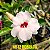 Rosa do Deserto Enxerto NR-12 dobrada - Imagem 1