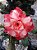 Rosa do Deserto Enxerto Lbg1 - Imagem 3