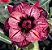 Rosa do Deserto Enxerto Fenix - Imagem 1