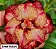 Rosa do Deserto Enxerto Spartacus - Imagem 2