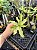 Rosa do Deserto Enxerto Variegata ev-246 - Imagem 1