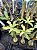 Rosa do Deserto Enxerto Variegata ev-246 - Imagem 2