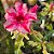 Rosa do Deserto Enxerto Variegata ev-246 - Imagem 2