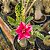 Rosa do Deserto Enxerto Variegata ev-246 - Imagem 1