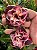 Rosa do Deserto Enxerto dakota - Imagem 1