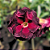 Rosa do Deserto Enxerto Baby Cleopatra - Imagem 1