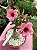 Rosa do Deserto Enxerto Baby Swallow - Imagem 1