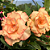 Rosa do Deserto Enxerto Baby Coral Angel - Imagem 1