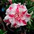 Rosa do Deserto Enxerto Baby Bella - Imagem 1
