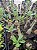 Rosa do Deserto Enxerto Ghost EV-75 Muda Baby - Imagem 4
