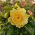 Rosa do Deserto Enxerto Bridal Bouquet Amarela Muda Baby - Imagem 1