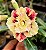 Rosa do Deserto Enxerto Jhully Muda Baby - Imagem 2