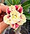 Rosa do Deserto Enxerto Jhully Muda Baby - Imagem 3