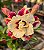 Rosa do Deserto Enxerto Jhully Muda Baby - Imagem 1