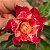 Rosa do Deserto Enxerto Fidamãe - Imagem 2