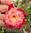 Rosa do Deserto Enxerto Fidamãe - Imagem 3