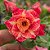 Rosa do Deserto Enxerto Fidamãe - Imagem 1