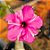 Rosa do Deserto Enxerto Purple Medal Muda Baby - Imagem 1
