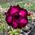 Rosa do Deserto Enxerto Attractive Roxa Tripla Muda Baby - Imagem 2