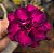 Rosa do Deserto Enxerto Attractive Roxa Tripla Muda Baby - Imagem 1