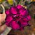Rosa do Deserto Enxerto Attractive Roxa Tripla Muda Baby - Imagem 4