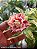 Rosa do Deserto Enxerto Variegata Borduchi Muda Baby - Imagem 2
