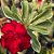 Rosa do Deserto Enxerto Variegata Vermelha Dobrada - Imagem 1