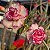 Rosa do Deserto Enxerto Carnation Muda Baby - Imagem 2