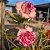 Rosa do Deserto Enxerto Carnation Muda Baby - Imagem 3