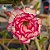 Rosa do Deserto Enxerto Carnation Muda Baby - Imagem 1