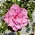 Rosa do Deserto Enxerto TH-4 Pathuma Muda Baby - Imagem 1