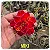Rosa do Deserto Enxerto Miki Muda Baby - Imagem 1