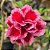 Rosa do Deserto Enxerto LM-2 Muda Baby - Imagem 1