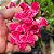 Rosa do Deserto Enxerto Renda EV-150 Muda Baby - Imagem 1