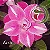 Rosa do Deserto Enxerto EV-136 Muda Baby - Imagem 1