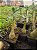 Rosa do Deserto Enxerto EV-136 Muda Baby - Imagem 2