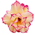 Rosa do Deserto Enxerto Rapunzel EV-16 Muda Baby - Imagem 1