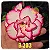 Rosa do Deserto Enxerto B-303 Muda Baby - Imagem 1