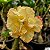Rosa do Deserto GF-136 Enxerto em Estaca - Imagem 1